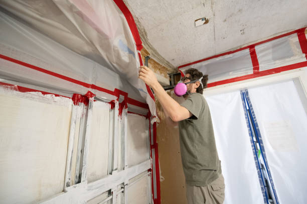 Best Basement Mold Removal  in Flanders, NJ